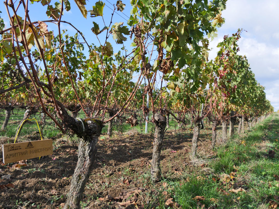 Виноградник на урожай